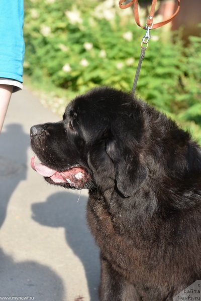 Фото: ньюфаундленд Sent Djons Made in Russia (Сент Джонс Мейд ин Руссия)