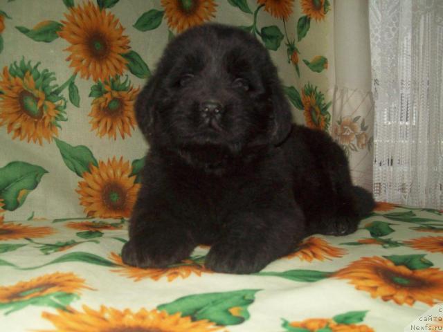 Фото: ньюфаундленд Ledi San-Di (Леди Сан-Ди)