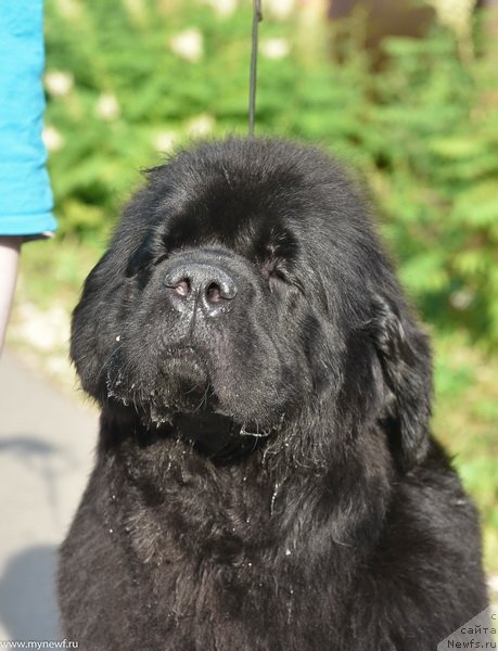 Фото: ньюфаундленд Sent Djons Made in Russia (Сент Джонс Мейд ин Руссия)