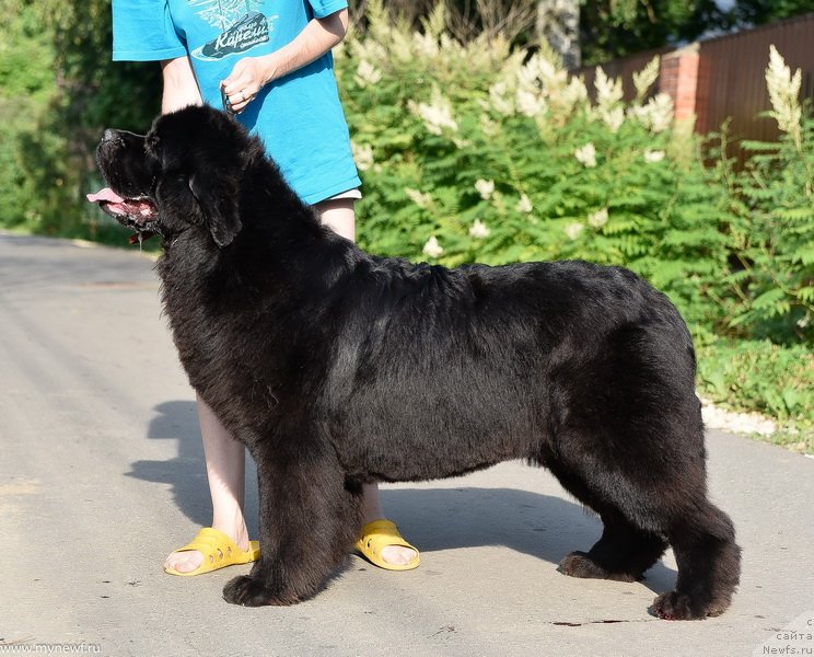 Фото: ньюфаундленд Sent Djons Made in Russia (Сент Джонс Мейд ин Руссия)