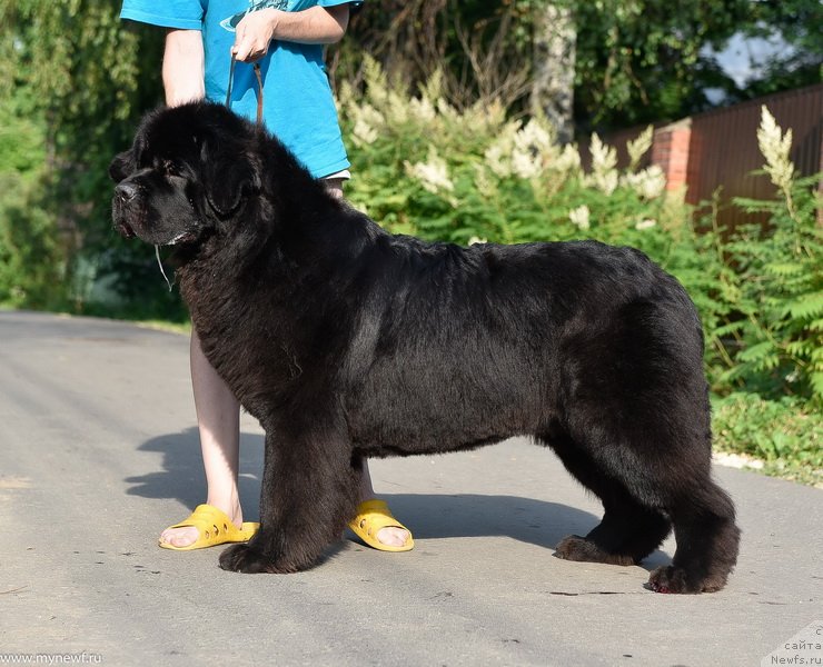 Фото: ньюфаундленд Sent Djons Made in Russia (Сент Джонс Мейд ин Руссия)