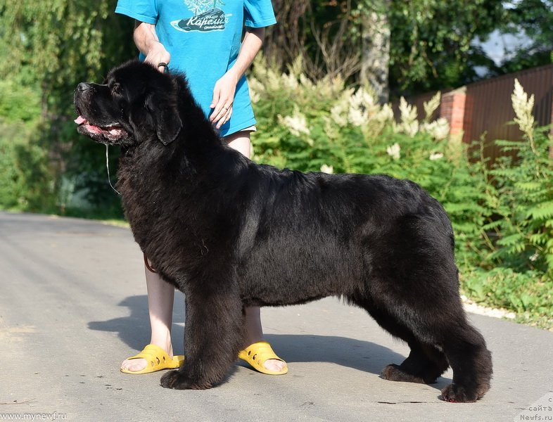 Фото: ньюфаундленд Sent Djons Made in Russia (Сент Джонс Мейд ин Руссия)