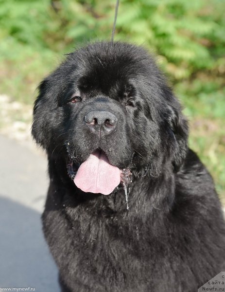 Фото: ньюфаундленд Sent Djons Made in Russia (Сент Джонс Мейд ин Руссия)