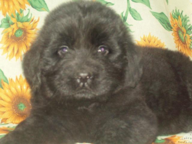 Фото: ньюфаундленд Lyubimyiy Lovelas (Любимый Ловелас)