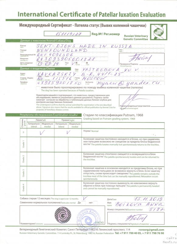 Фото: ньюфаундленд Sent Djons Made in Russia (Сент Джонс Мейд ин Руссия)