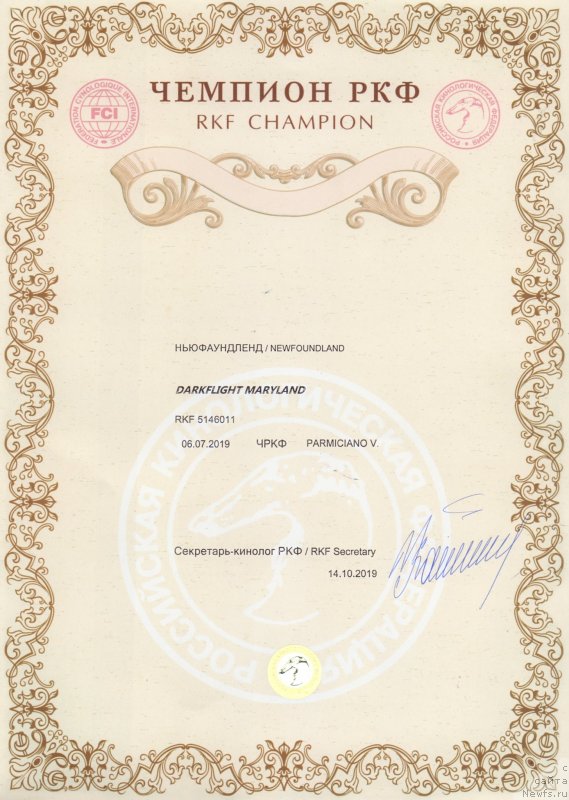 Фото: ньюфаундленд Darkflight Maryland (Даркфлайт Мэриленд)