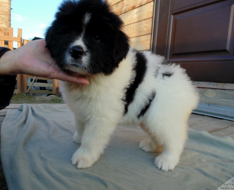 Фото: ньюфаундленд Ladoga ot Karel'skih Medvedey (Ладога от Карельских Медведей)