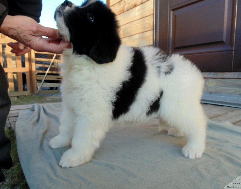 Фото: ньюфаундленд Ladoga ot Karel'skih Medvedey (Ладога от Карельских Медведей)
