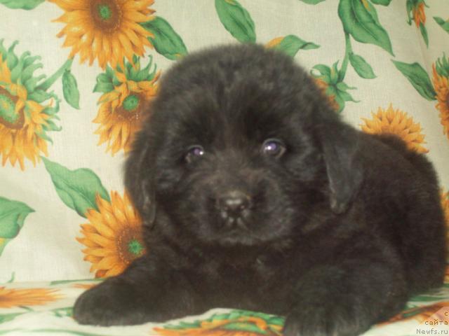 Фото: ньюфаундленд Lyubimyiy Lovelas (Любимый Ловелас)