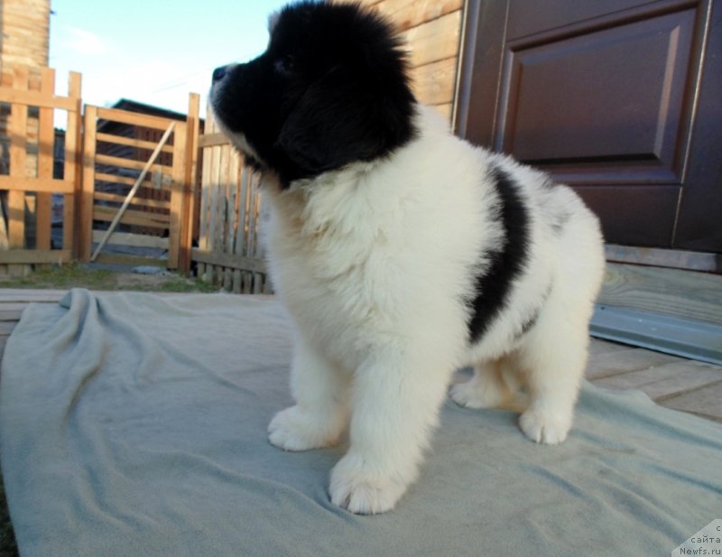 Фото: ньюфаундленд Ladoga ot Karel'skih Medvedey (Ладога от Карельских Медведей)