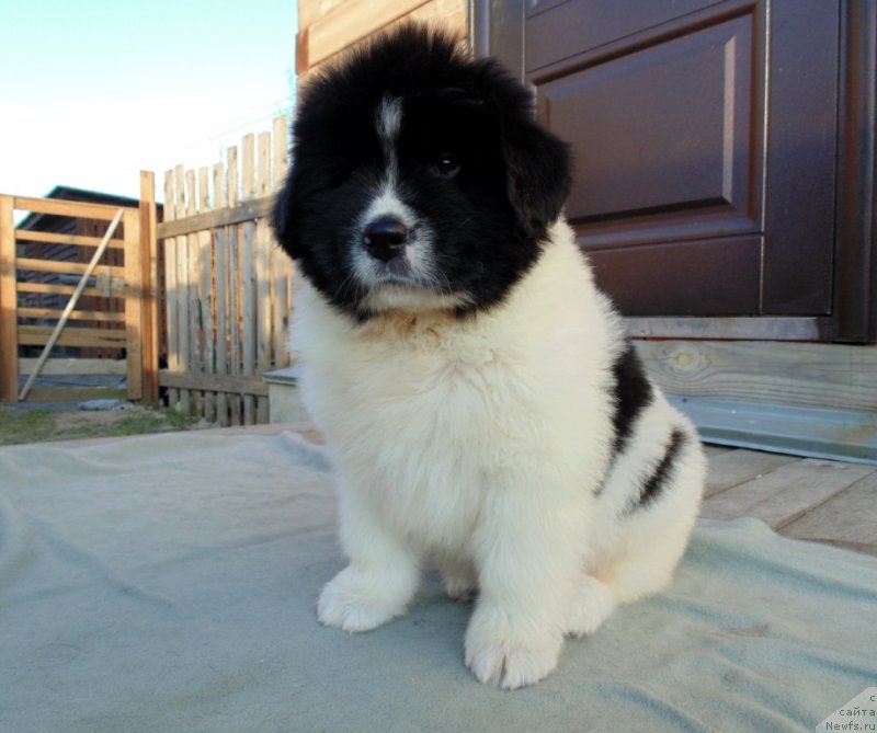 Фото: ньюфаундленд Ladoga ot Karel'skih Medvedey (Ладога от Карельских Медведей)