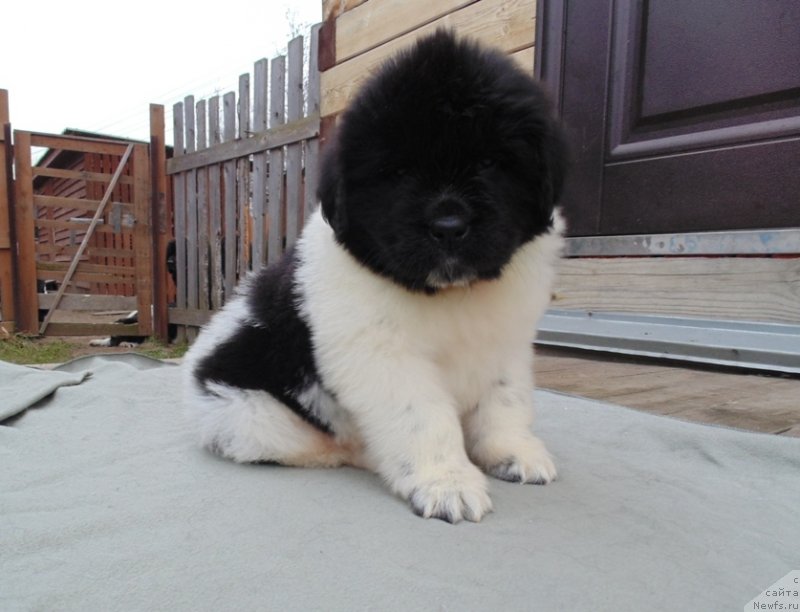 Фото: ньюфаундленд Laplandiya ot Karel'skih Medvedey (Лапландия от Карельских Медведей)