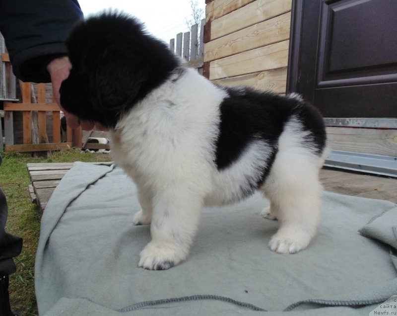 Фото: ньюфаундленд Laplandiya ot Karel'skih Medvedey (Лапландия от Карельских Медведей)
