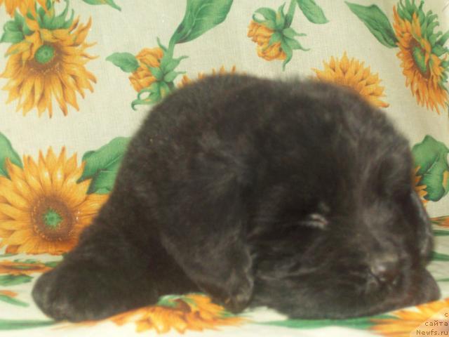 Фото: ньюфаундленд Lyubimyiy Lovelas (Любимый Ловелас)