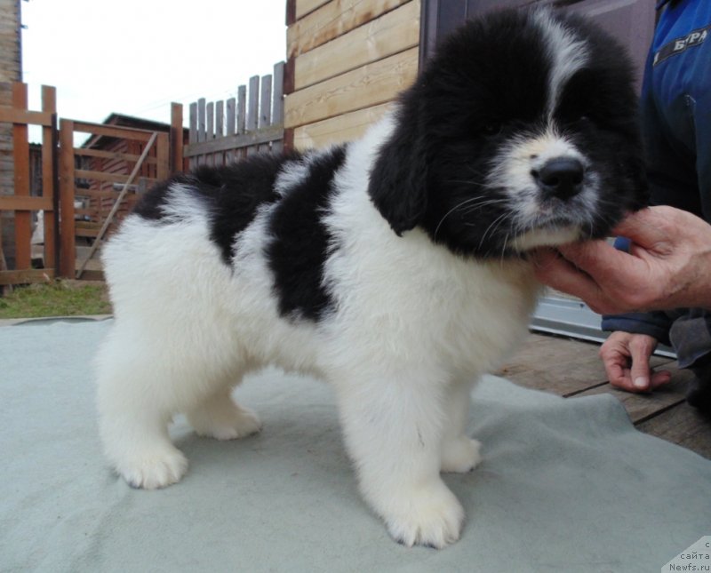 Фото: ньюфаундленд Latvas'yur ot Karel'skih Medvedey (Латвасьюр от Карельских Медведей)