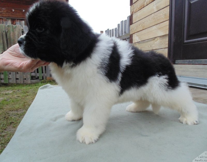 Фото: ньюфаундленд Latvas'yur ot Karel'skih Medvedey (Латвасьюр от Карельских Медведей)