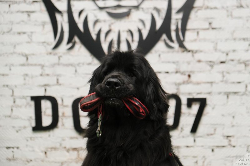 Фото: ньюфаундленд Donats Prayd Byet Midler (Донатс Прайд Бэт Мидлер)