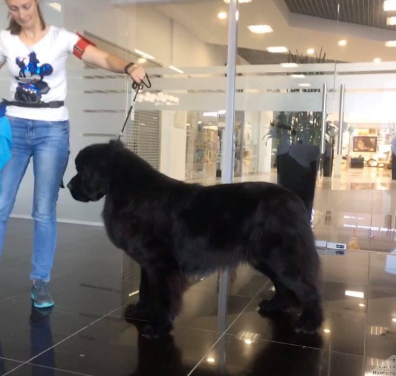 Фото: ньюфаундленд Smigar Glen Ellen (Смигар Глен Эллен)