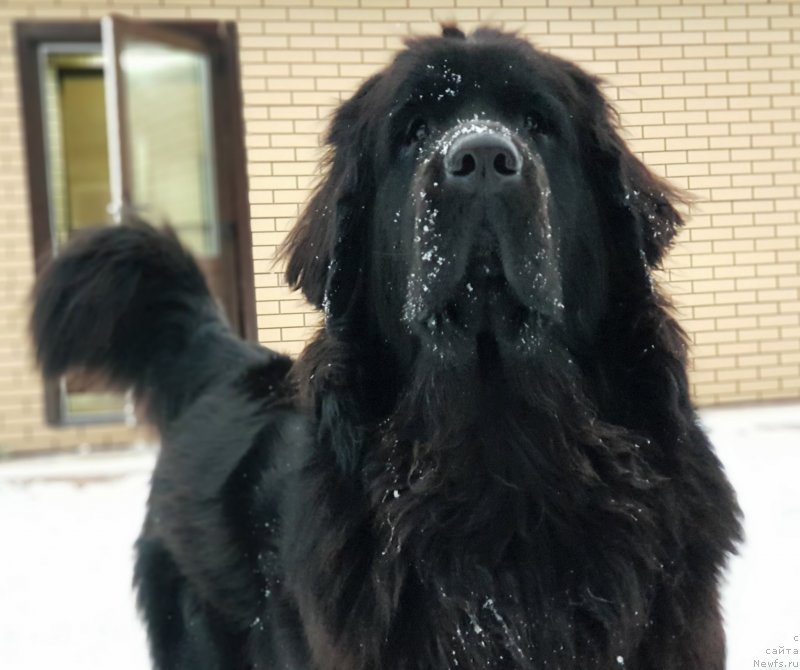Фото: ньюфаундленд Laskoy Sogrevayuschaya Laika (Лаской Согревающая Лаика)