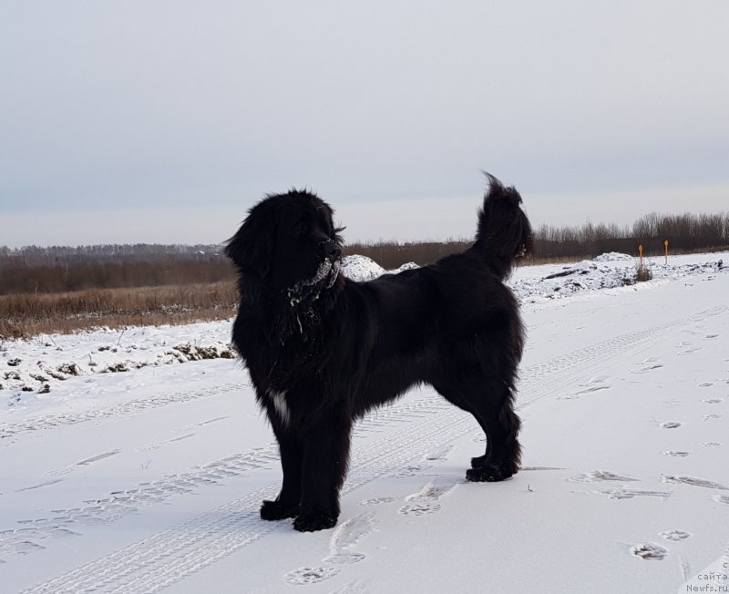 Фото: ньюфаундленд Laskoy Sogrevayuschaya Laika (Лаской Согревающая Лаика)