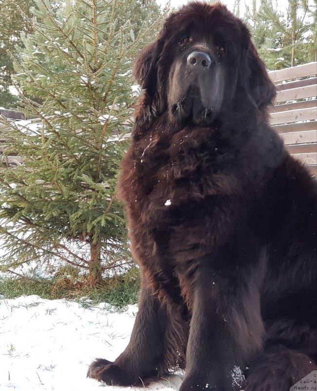 Фото: ньюфаундленд Lyubeznaya Nezhnaya Laura (Любезная Нежная Лаура)