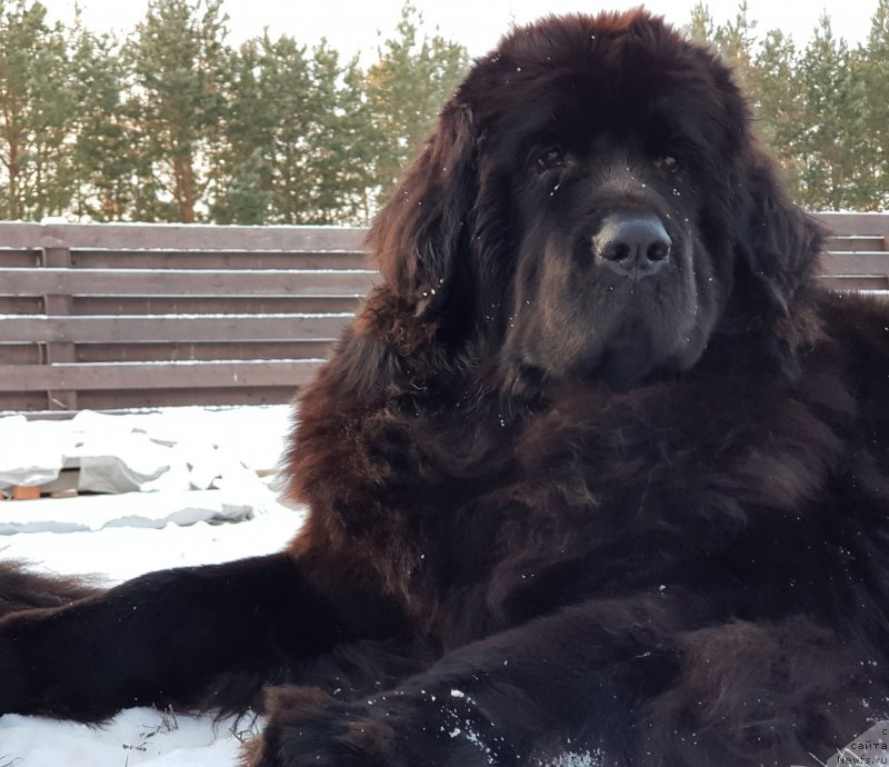 Фото: ньюфаундленд Lyubeznaya Nezhnaya Laura (Любезная Нежная Лаура)