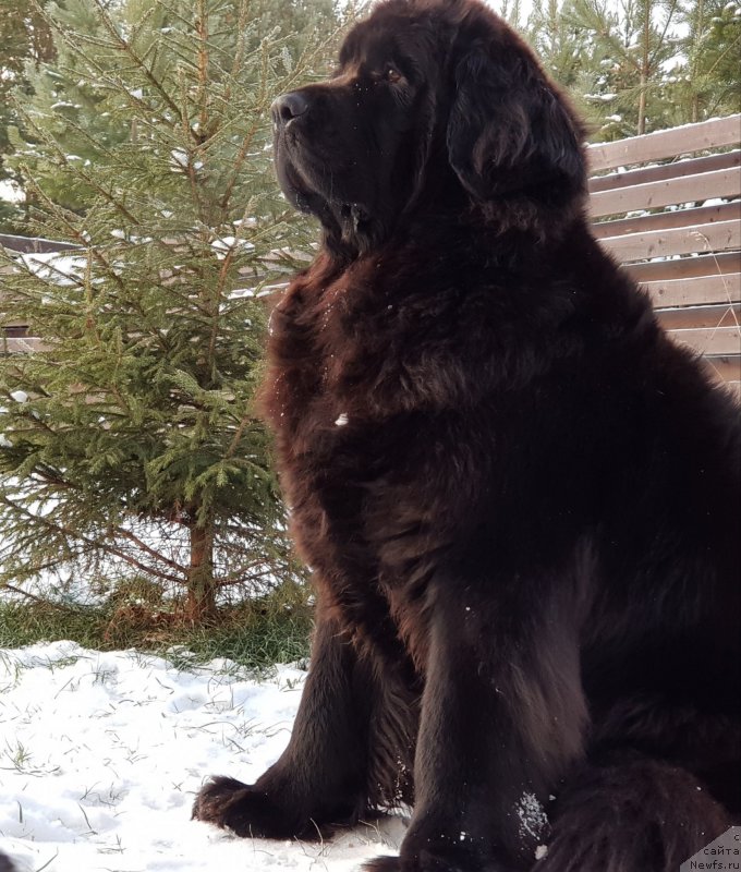 Фото: ньюфаундленд Lyubeznaya Nezhnaya Laura (Любезная Нежная Лаура)