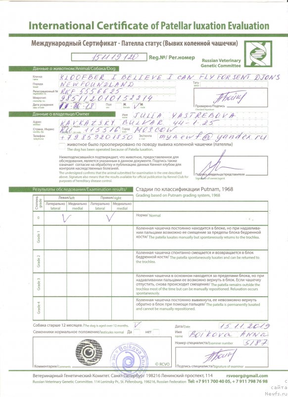 Фото: ньюфаундленд Kloofbears I Believe I Can Flay for Sent Djons