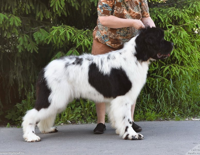 Фото: ньюфаундленд Kloofbears I Believe I Can Flay for Sent Djons