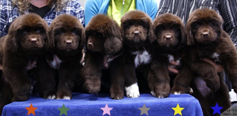 Фото: ньюфаундленд Aquatoriya Kelvin Heather Honey (Акватория Келвин Хизер Хани)