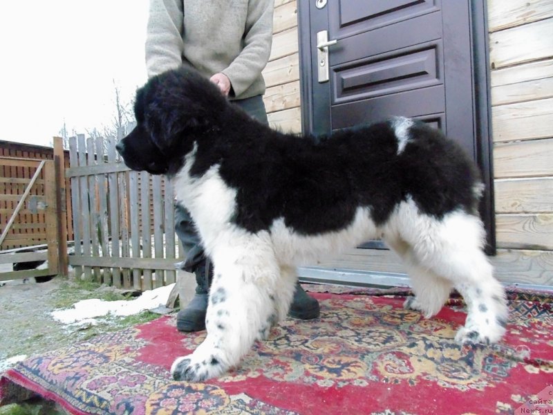 Фото: ньюфаундленд Illulisat ot Karel'skih Medvedey (Иллулисат от Карельских Медведей)