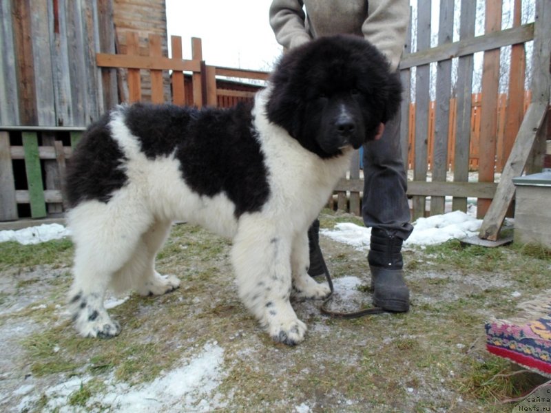 Фото: ньюфаундленд Illulisat ot Karel'skih Medvedey (Иллулисат от Карельских Медведей)