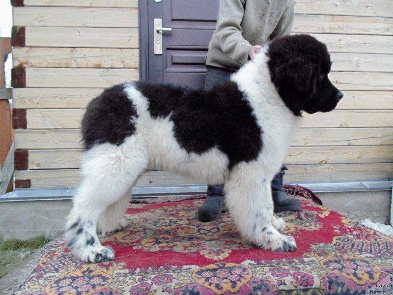 Фото: ньюфаундленд Illulisat ot Karel'skih Medvedey (Иллулисат от Карельских Медведей)