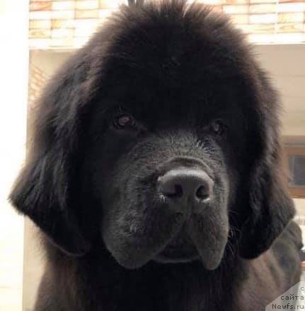 Фото: ньюфаундленд Raymond Best in Show