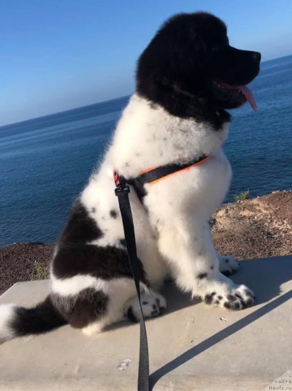 Фото: ньюфаундленд Igarka ot Karel'skih Medvedey (Игарка от Карельских Медведей)