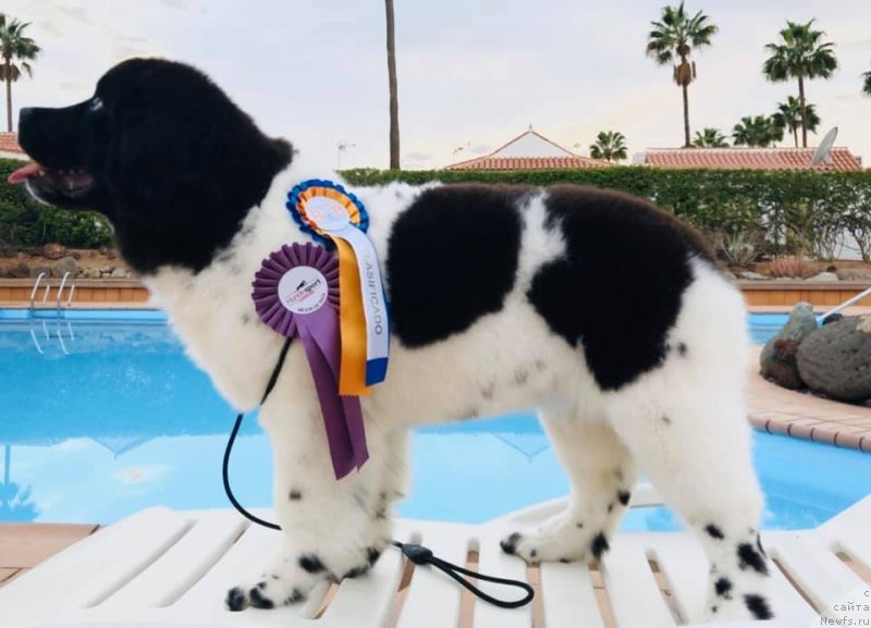 Фото: ньюфаундленд Igarka ot Karel'skih Medvedey (Игарка от Карельских Медведей)