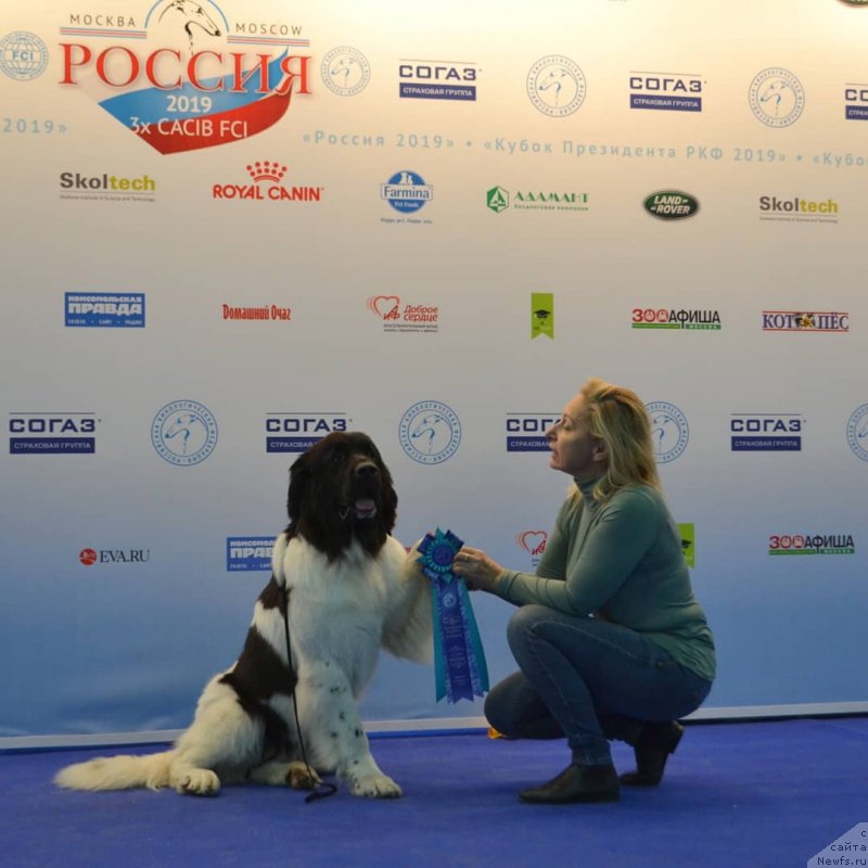 Фото: ньюфаундленд May Frend N'yufi Vula Velikolepnaya (Май Френд Ньюфи Вула Великолепная)