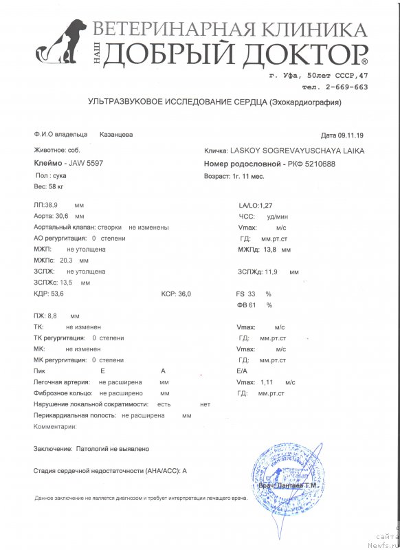 Фото: ньюфаундленд Laskoy Sogrevayuschaya Laika (Лаской Согревающая Лаика)