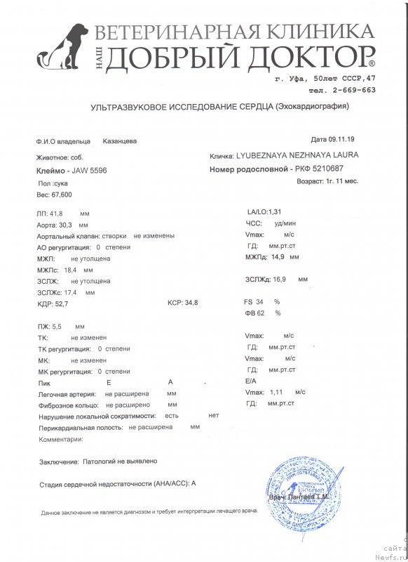 Фото: ньюфаундленд Lyubeznaya Nezhnaya Laura (Любезная Нежная Лаура)