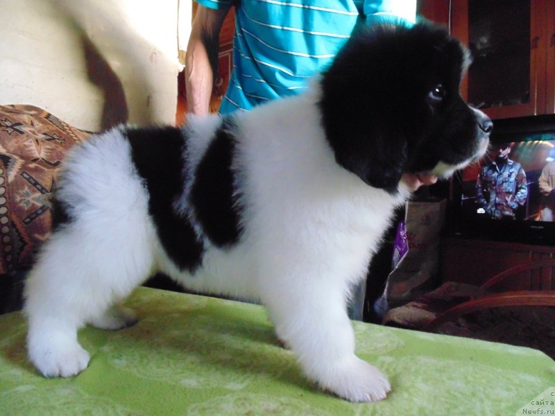 Фото: ньюфаундленд Ladoga ot Karel'skih Medvedey (Ладога от Карельских Медведей)