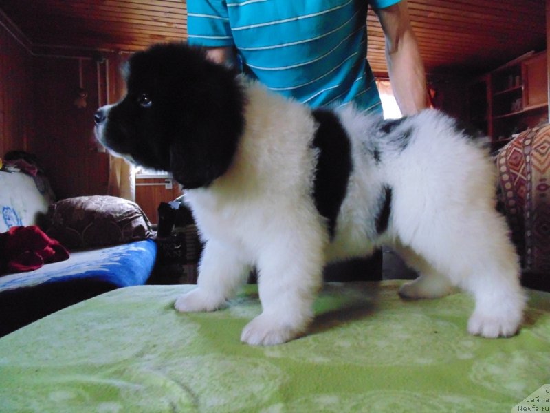 Фото: ньюфаундленд Ladoga ot Karel'skih Medvedey (Ладога от Карельских Медведей)