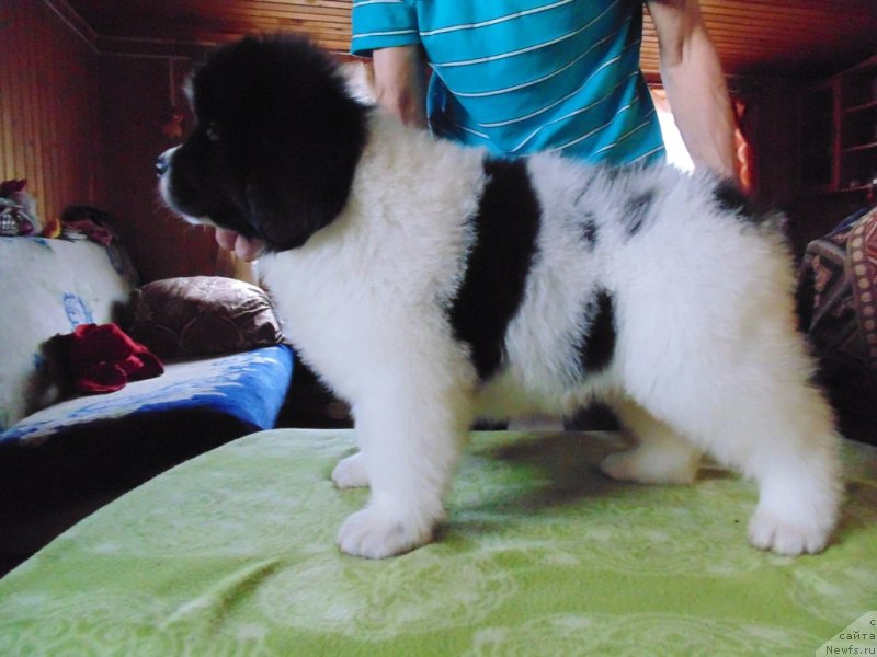 Фото: ньюфаундленд Ladoga ot Karel'skih Medvedey (Ладога от Карельских Медведей)