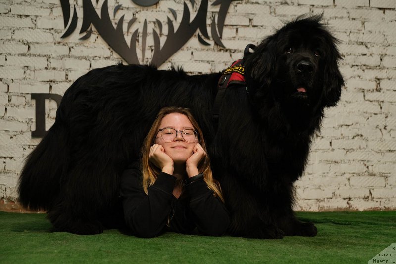 Фото: ньюфаундленд Donats Prayd Byet Midler (Донатс Прайд Бэт Мидлер)