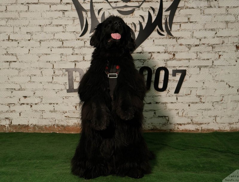 Фото: ньюфаундленд Donats Prayd Byet Midler (Донатс Прайд Бэт Мидлер)