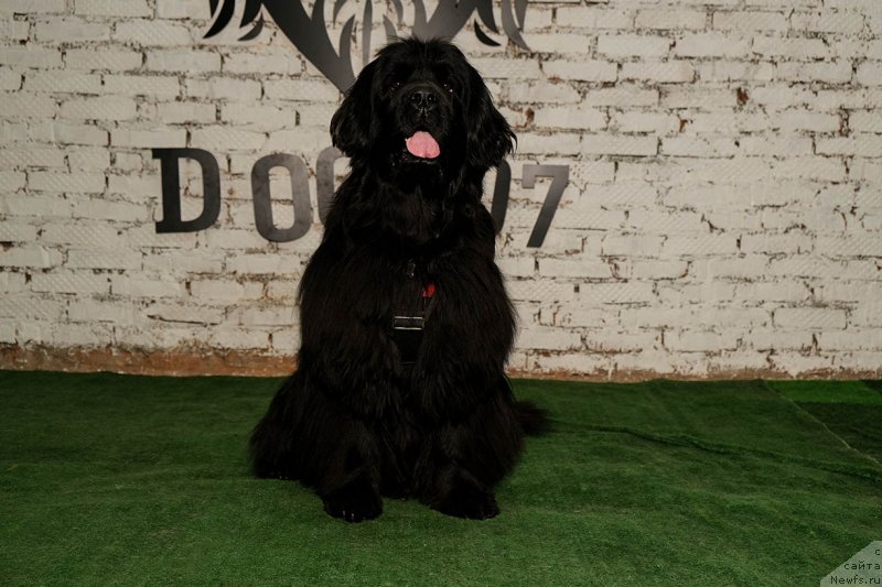 Фото: ньюфаундленд Donats Prayd Byet Midler (Донатс Прайд Бэт Мидлер)