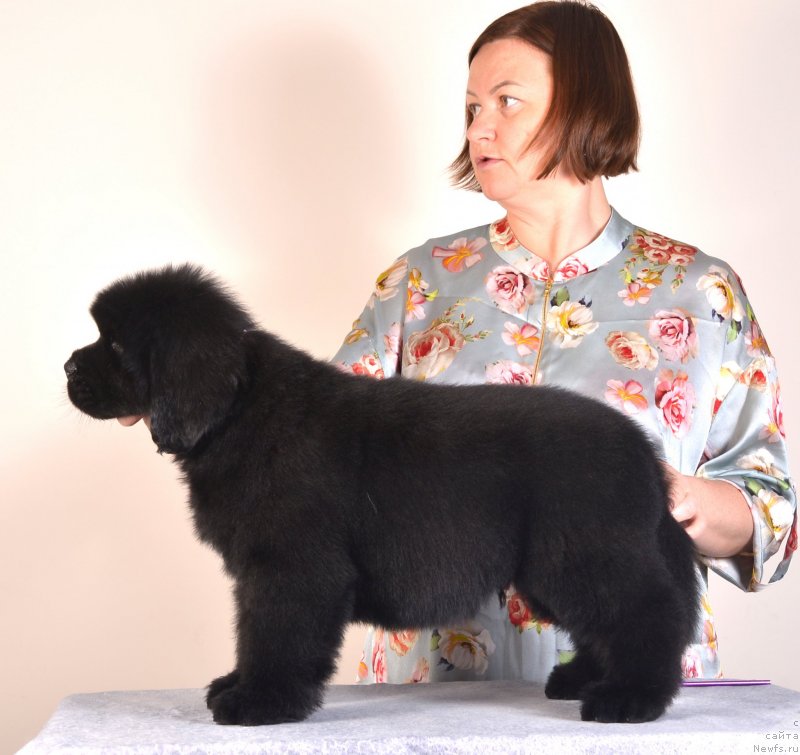 Фото: ньюфаундленд Disoranto Dark Temptation