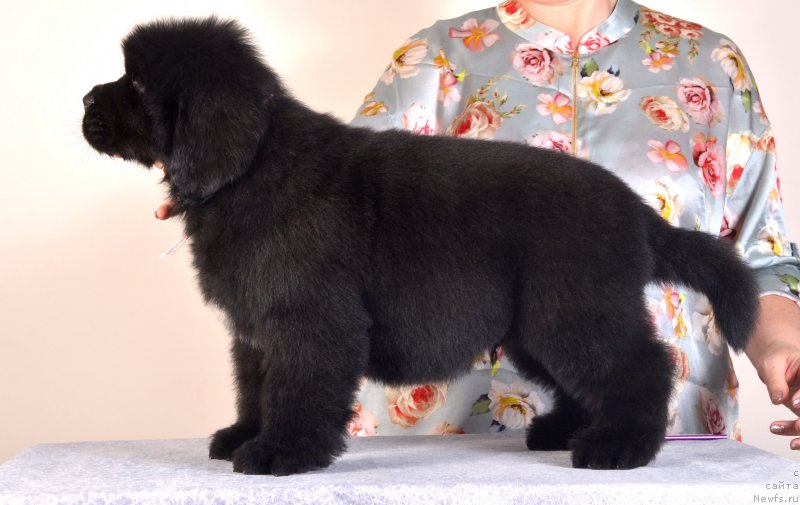 Фото: ньюфаундленд Disoranto Dark Temptation