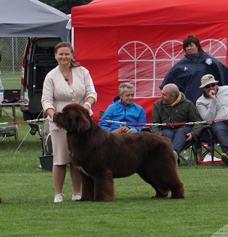 Фото: ньюфаундленд Aquatoriya Kelvin Rise After Me (Акватория Келвин Райз Афтэ Ми)