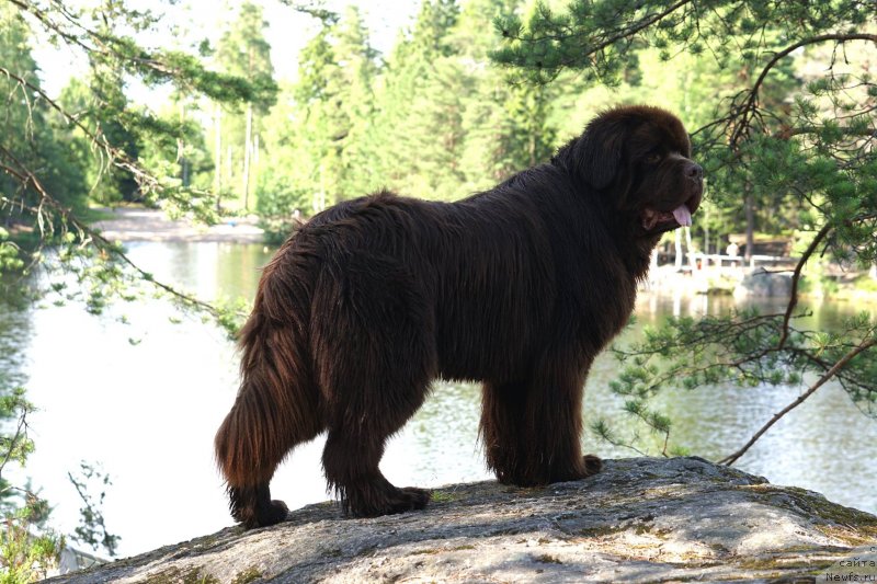 Фото: ньюфаундленд Aquatoriya Kelvin Rise After Me (Акватория Келвин Райз Афтэ Ми)