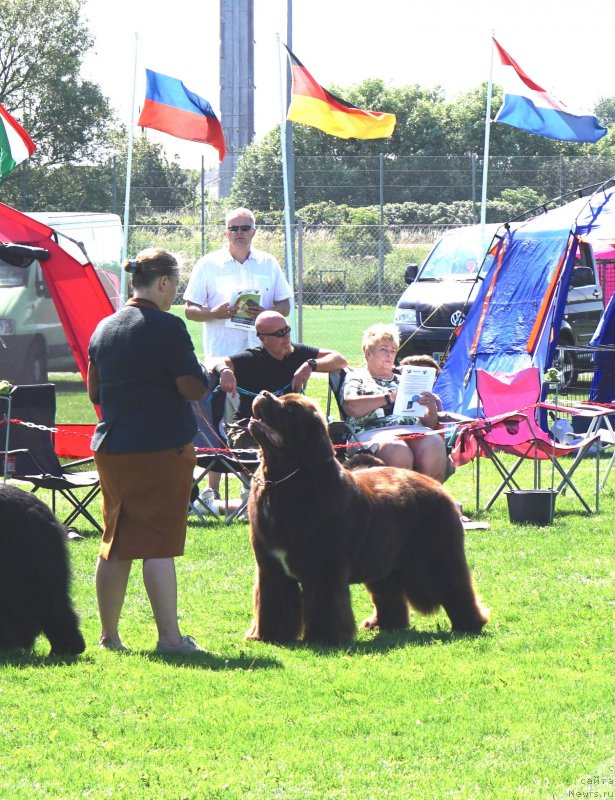 Фото: ньюфаундленд Aquatoriya Kelvin Rise After Me (Акватория Келвин Райз Афтэ Ми)